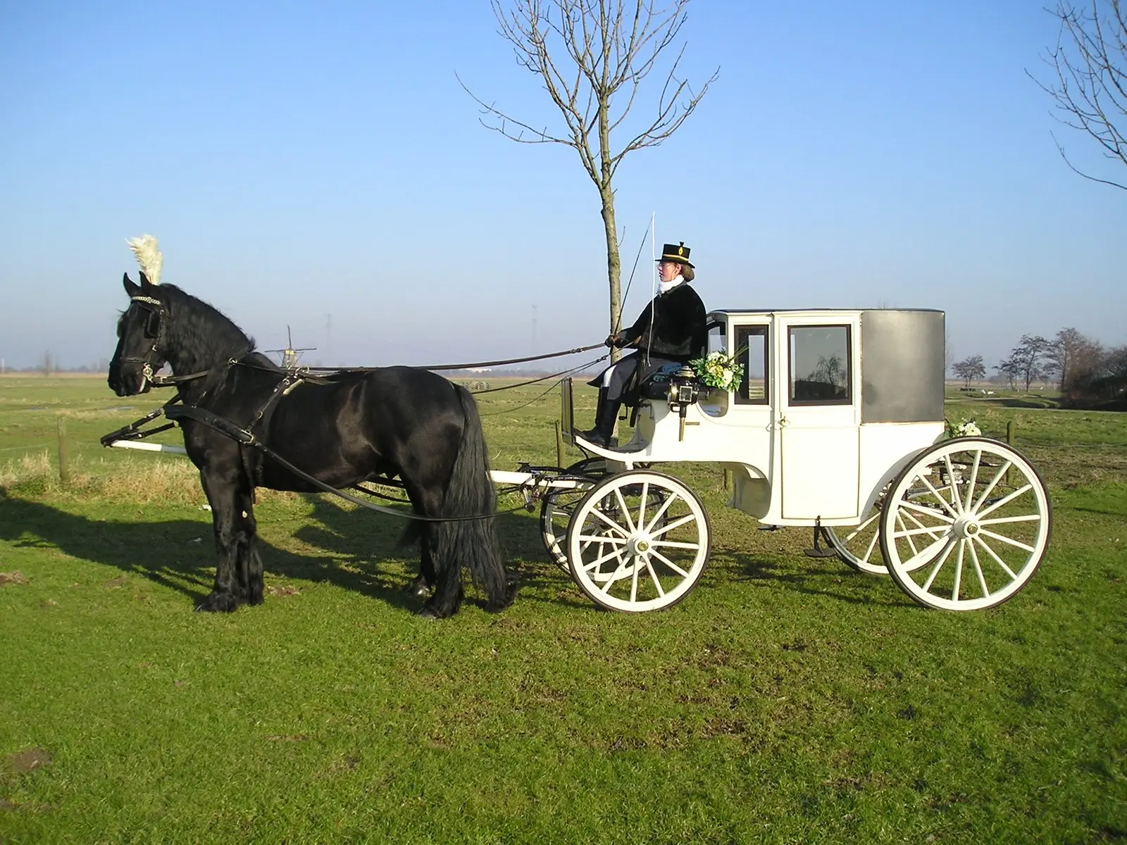 Witte landaulet trouwkoets met twee zwarte paarden in de polder