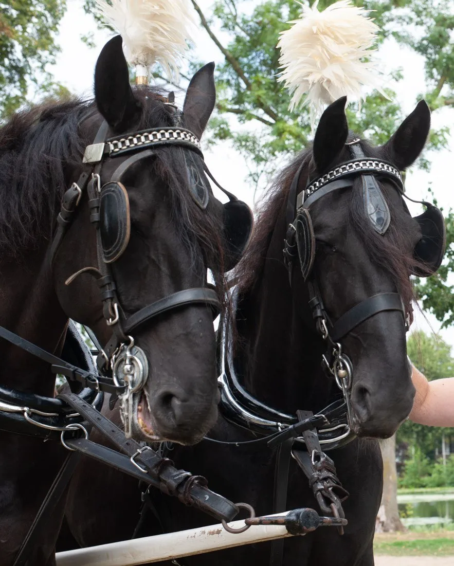 Twee zwarte paarden met witte pluimen in het tuig