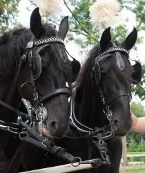 Twee zwarte paarden van Verdoorn in het tuig voor de trouwkoets