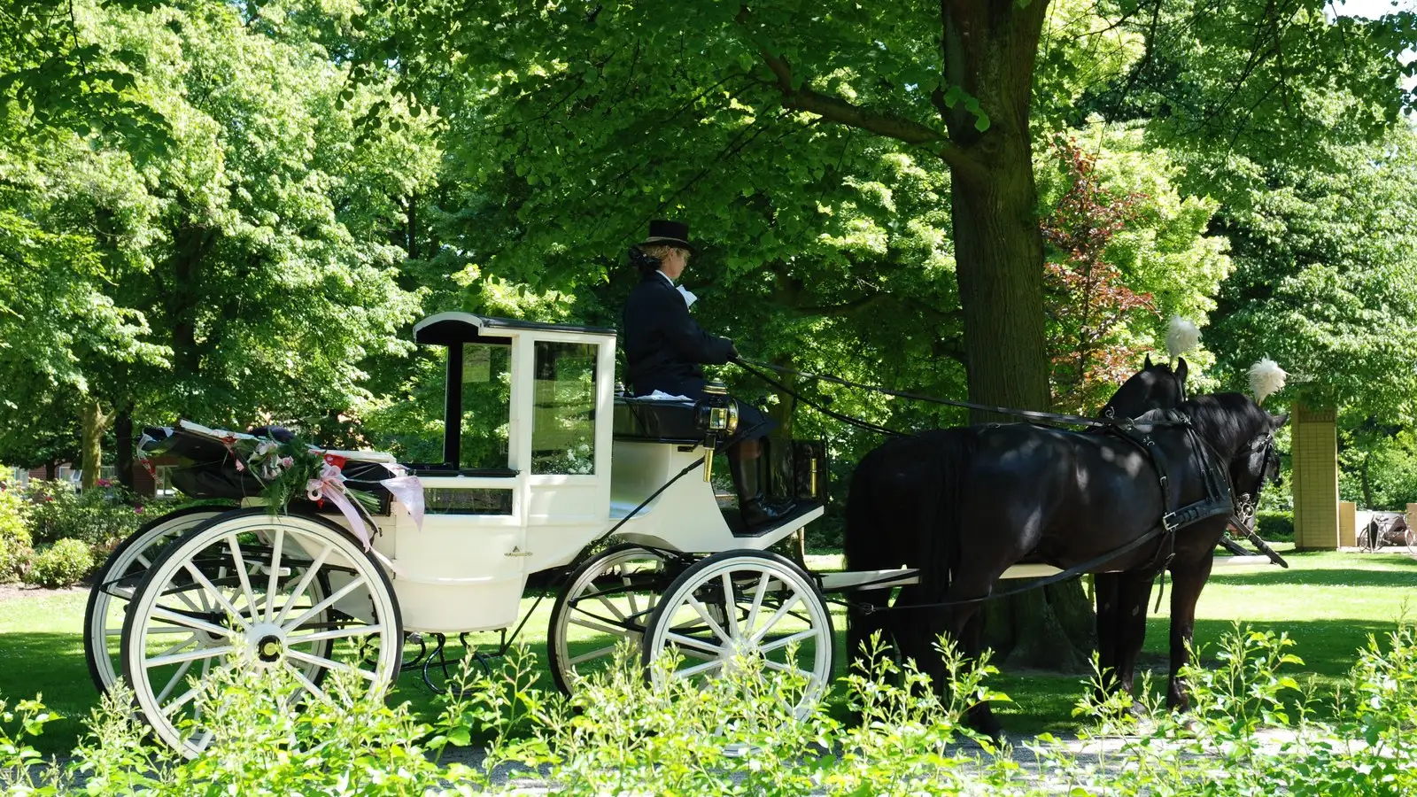Witte trouwkoets met twee zwarte paarden in de schaduw van bomen