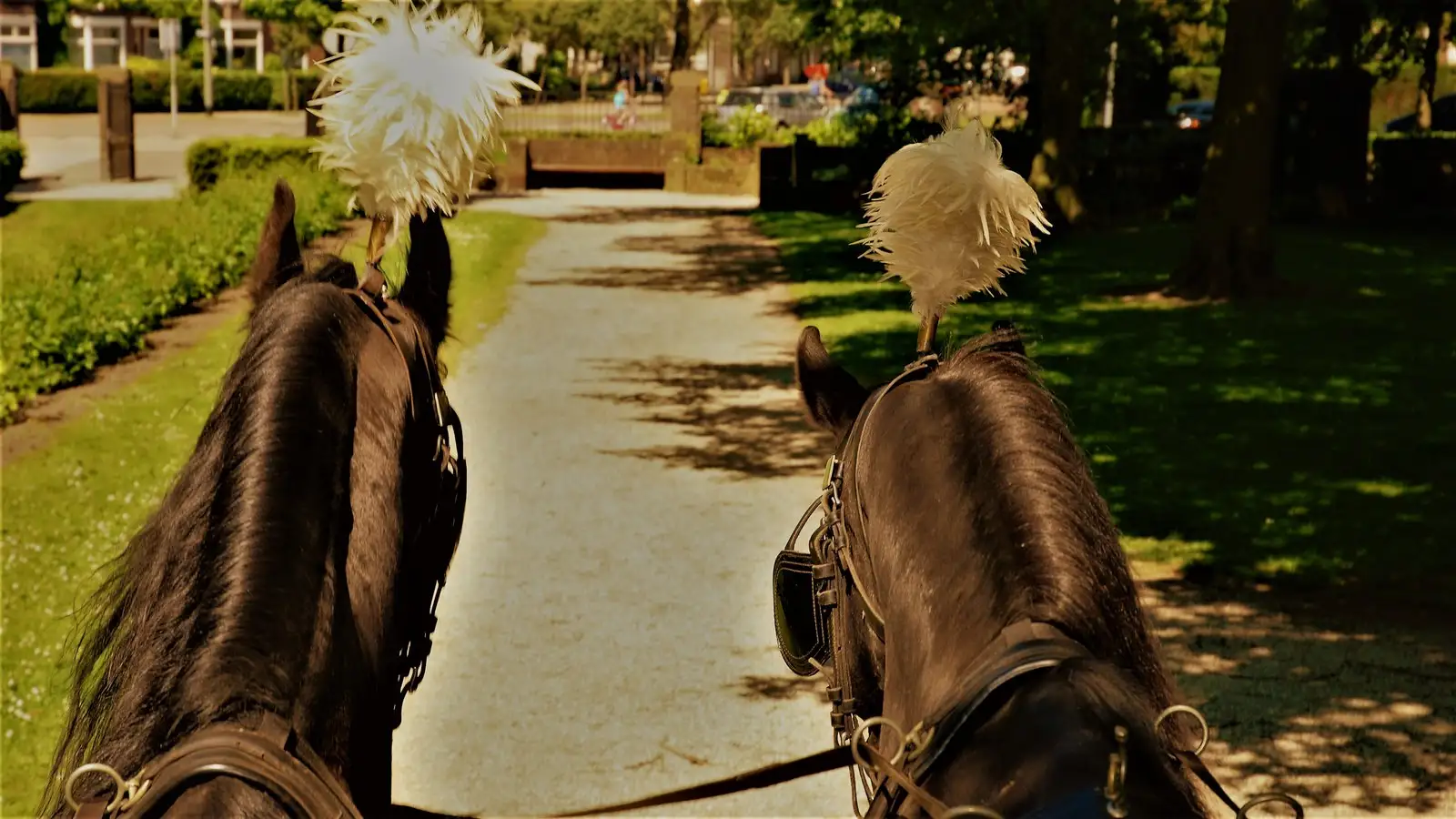 Zicht vanaf de bok tussen de koppen van twee zwarte paarden