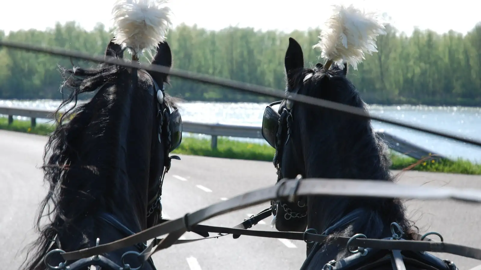 Zwarte paarden met witte pluimen gezien vanaf de bok